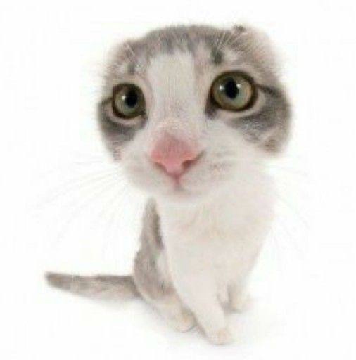 sinister emo fаggоt tweet media