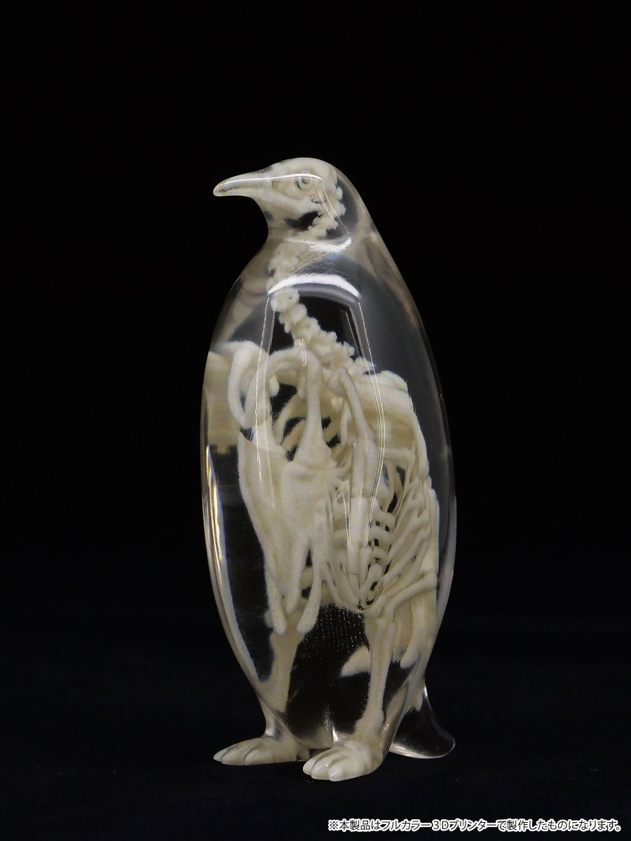 y_a_f1226's tweet image. 【#ワンフェス2025冬】
　卓番：4-29-01

／
『#玉骨標本』シリーズ

🐧コウテイペンギン
🐈イエネコ
＼

各¥7000(未研磨)
で販売‼️

#フルカラー3Dプリンター でしか
再現できない骨格標本🦴

磨くと完全に透明に💎✨
※画像は研磨後

#WF2025冬 #WF2025W
#ワンフェス #WF2025Wおしながき