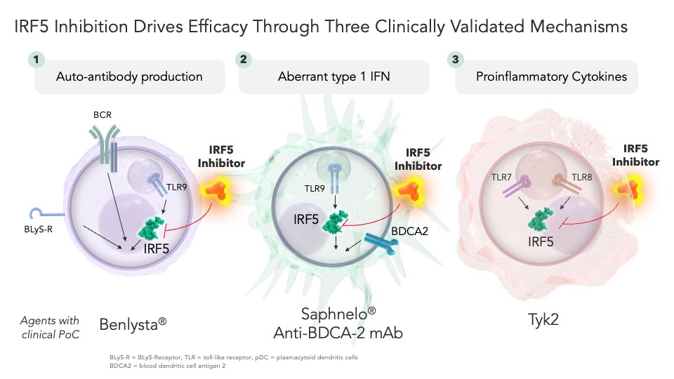 "A New Wave of Therapeutic Innovation Through Targeting Transcription Factors"

New blog post from <a href="/JDMontagu/">Jonathan Montagu</a> CEO of <a href="/hotspotthera/">HotSpot Therapeutics</a>, highlighting IRF5 among others

lifescivc.com/2025/02/a-new-…