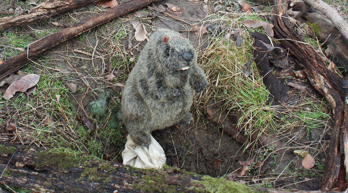 Countdown to Groundhog Day tweet media