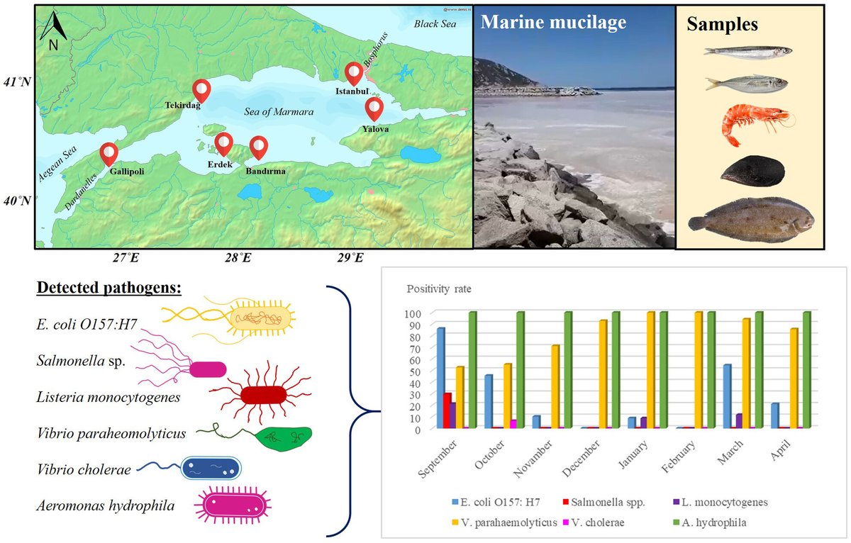 TÜBİTAK tarafından desteklenen ve yürütücülüğünü <a href="/drnurayerkan/">Nuray Erkan</a> 'ın yaptığı projemiz kapsamında, #müsilaj sonrası çeşitli türlerde mikrobiyal gıda güvenliğini incelediğimiz çalışmamız Environmental Microbiology Reports (Q2) dergisinde yayımlandı! 🦠⚠️…icro-journals.onlinelibrary.wiley.com/doi/full/10.11…