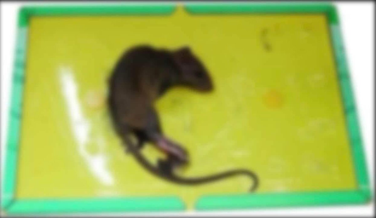 أمة الرحمة!

قال الشيخ ابن العثيمين رحمه الله:

أما أن تترك هذا اللاصق يومين أو ثلاثة وتقع فيه الفأرة، وتموت عطشاً أو جوعاً فإنه يخشى عليك أن تدخل النار بذلك.

[شرح رياض الصالحين (٥٩٦/٣)]