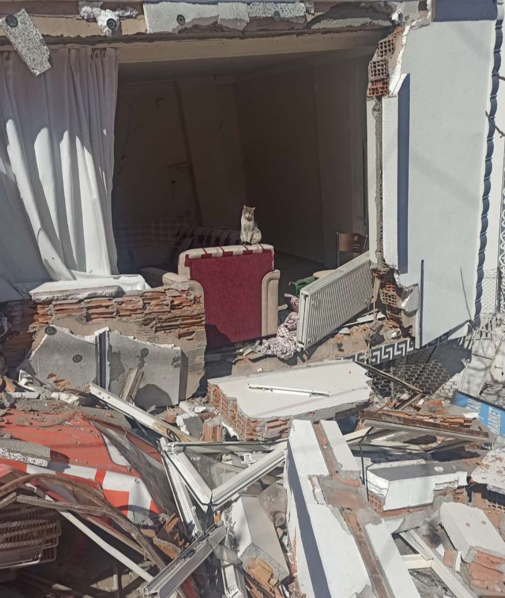 #Kahramanmaraş
#DepremiUnutmaUnutturma
Adıyaman Şubat 2023...
Deprem bölgesinde hayatta kalmayı başaran...
Kadrajıma takılan  bir can dostu... 

Kaybettiğimiz Canların Ruhları Şad olsun🙏