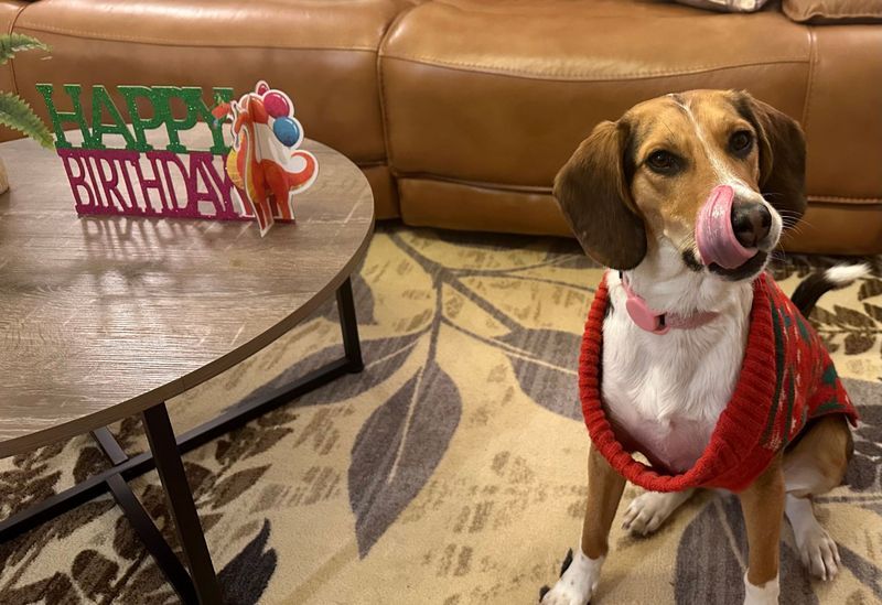 kaurrama26's tweet photo. Lola turned two, and she’s been more than a companion; she’s a mentor! She’s taught me to savor the little things, embrace challenges, and adapt with resilience. Pets teach us in ways we don’t expect. What have yours taught you? #LifeLessons #PetsAreFamily #Gratitude https://t.co/DgHo52BWIu
