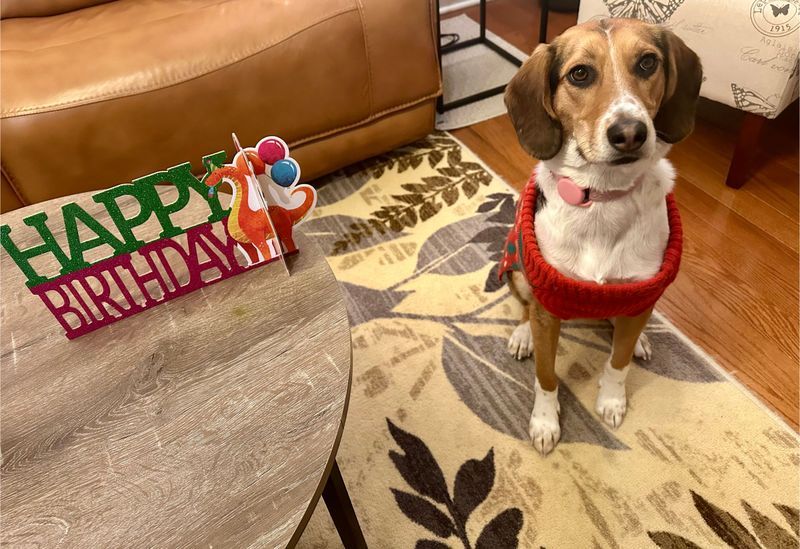 kaurrama26's tweet photo. Lola turned two, and she’s been more than a companion; she’s a mentor! She’s taught me to savor the little things, embrace challenges, and adapt with resilience. Pets teach us in ways we don’t expect. What have yours taught you? #LifeLessons #PetsAreFamily #Gratitude https://t.co/DgHo52BWIu