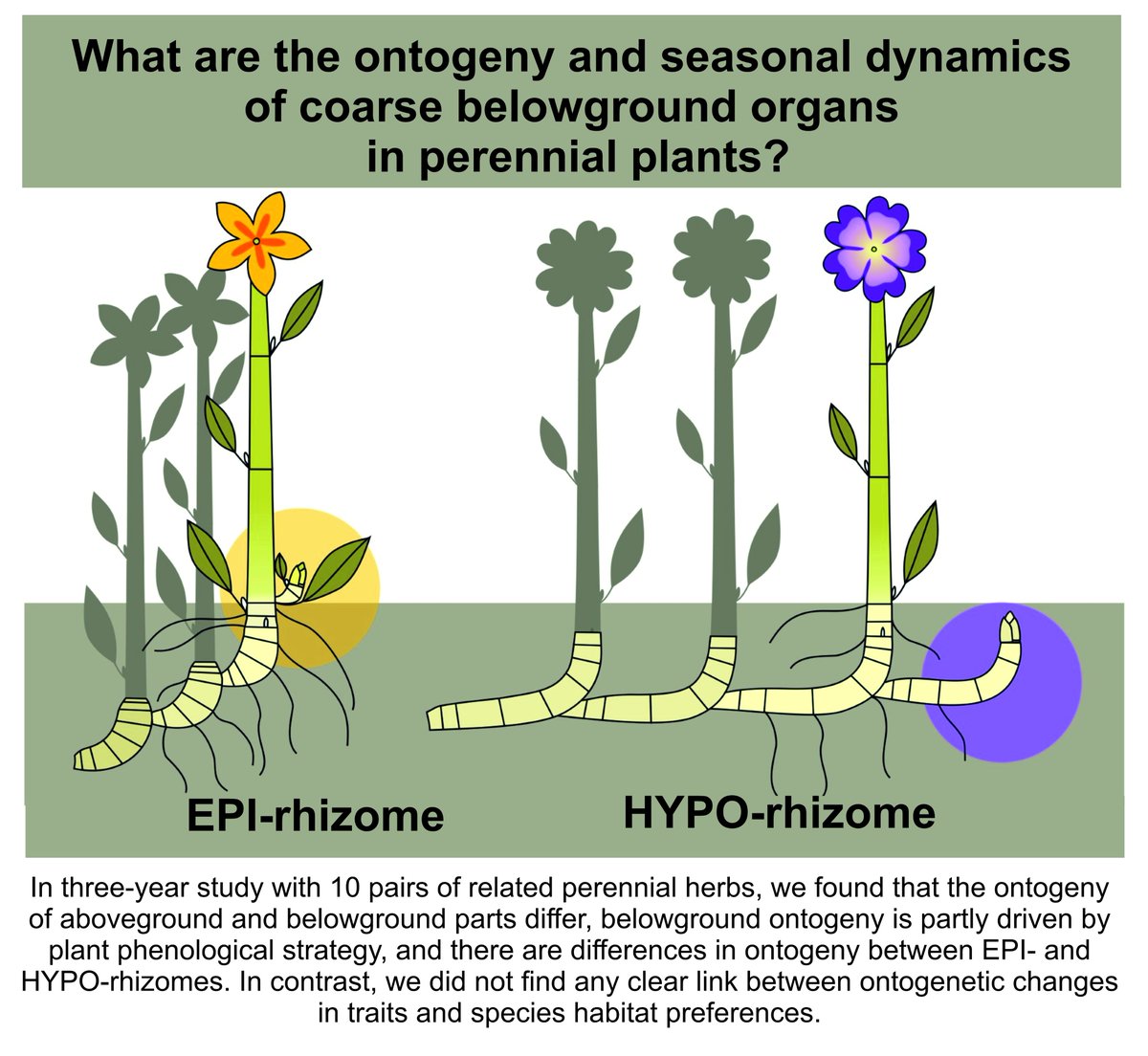 ExFuMo1's tweet photo. ๐ขMartรญnkovรก et. al (2025) in @JEcology The hidden half of #ontogeny and #seasonal dynamics in #perennial herbs
... to fully understand #plant #strategies, plants need to be studied as integrated bodiesโถ๏ธhttps://t.co/TzIfuQnJbd
#aboveground #belowground
#ExFuMo #GoBelowground https://t.co/u2YDUGalUP