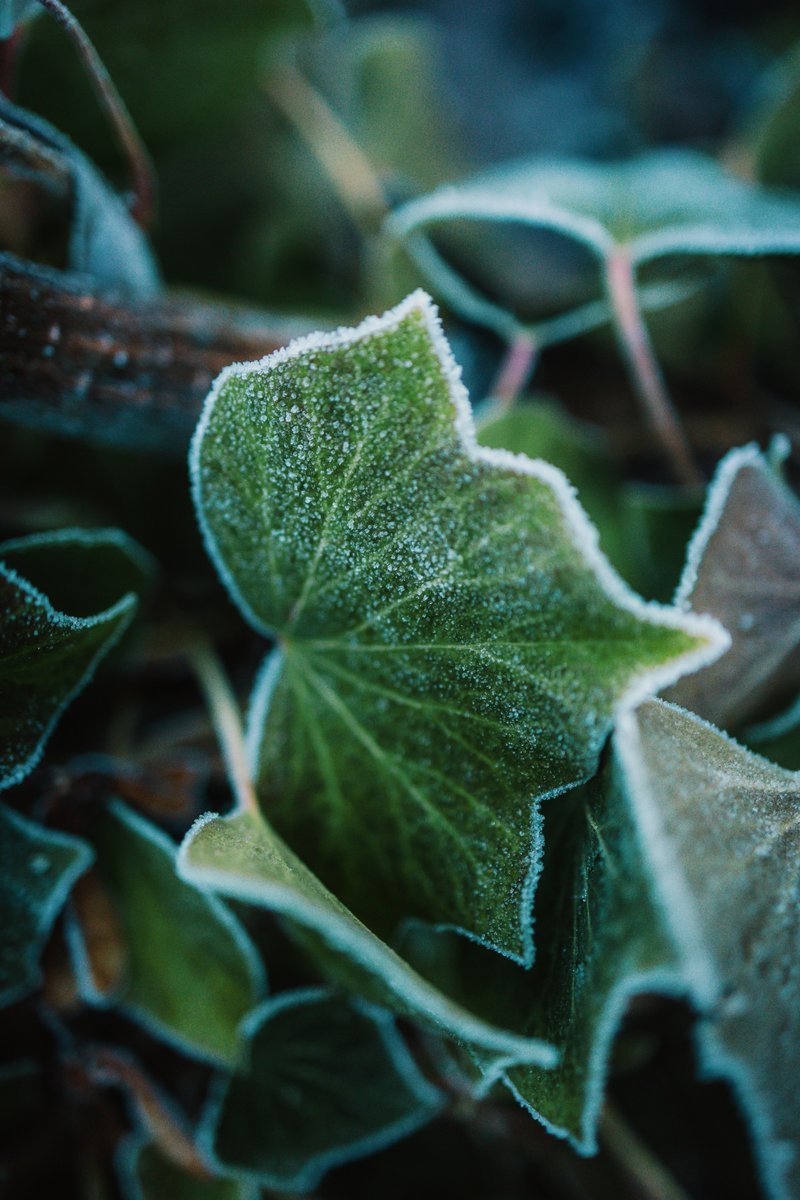 canipeljelle's tweet image. Freezing.
#vrtweer #freezing #NaturePhotography