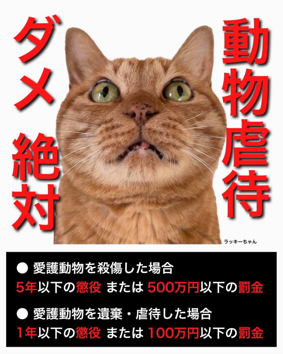0212mi_yu's tweet photo. 何の罪もない猫を自分の身勝手な快楽の為に傷つけて命を奪う輩がいる。
その度にいつも思う。人間が一番残酷だ。
人間は最低だ！同じ人間だと思いたくもないと。

ただ身も心も傷ついた猫たちに温かい手を差し伸べるのも私たち人間なんです。
私は今もずっとこれからも後者でありたい

生涯猫たちの味方でありたいと思う。

世の中から動物虐待を無くしていきたい。
言葉なき弱き者を守っていける社会を目指して声をあげていきましょう！！

#動物虐待を許さない
#虐待あかん
#動物虐待反対
#動物虐待者に厳罰を