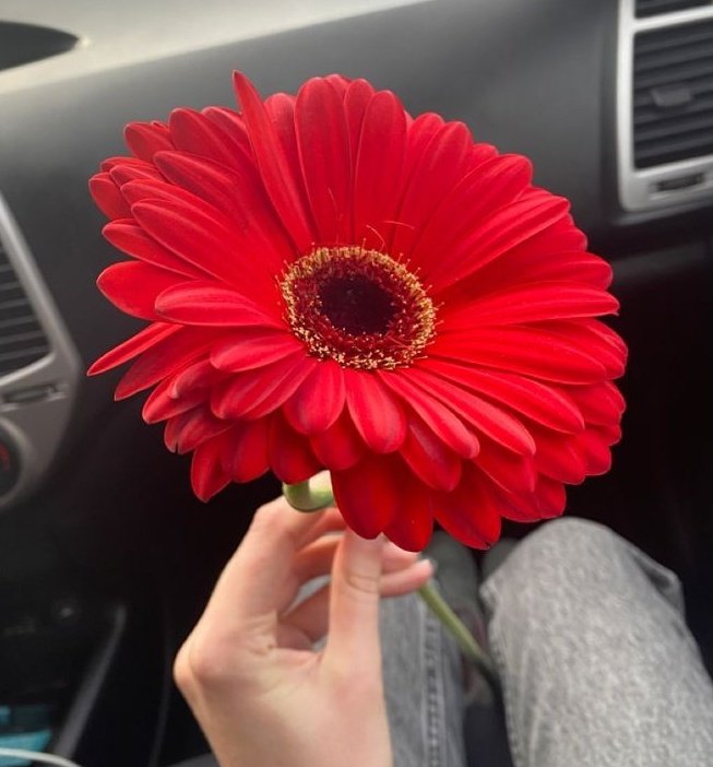 Ⓕⓛⓞⓦⓔⓡⓢ (@tuliipslove) on Twitter photo 