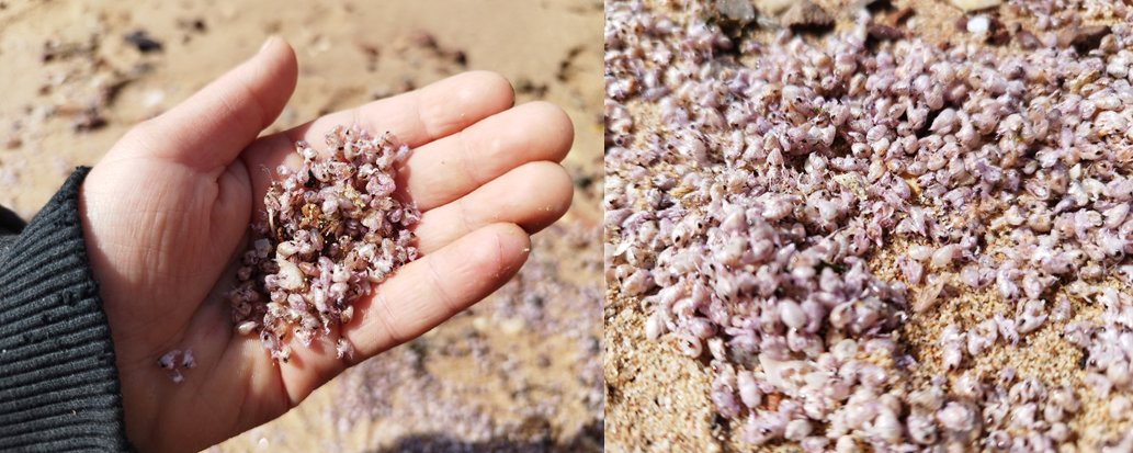 Tamar Guy-Haim (@tamarguyhaim) on Twitter photo 📢🩷🦐🌊Why did the shores of Eilat, northern Red Sea, turn pink? Millions of tiny amphipods mysteriously washed ashore, sparking a scientific investigation! 🔍 Check out our new research: onlinelibrary.wiley.com/doi/10.1002/ec…
<a href="/IOLR_Israel/">IOLR חקר ימים ואגמים לישראל (חיא"ל)</a> <a href="/iui_eilat/">IUI-Eilat</a> #MarineBiology #RedSea #OceanMysteries
1/3 📢🩷🦐🌊Why did the shores of Eilat, northern Red Sea, turn pink? Millions of tiny amphipods mysteriously washed ashore, sparking a scientific investigation! 🔍 Check out our new research: onlinelibrary.wiley.com/doi/10.1002/ec…
<a href="/IOLR_Israel/">IOLR חקר ימים ואגמים לישראל (חיא"ל)</a> <a href="/iui_eilat/">IUI-Eilat</a> #MarineBiology #RedSea #OceanMysteries
1/3