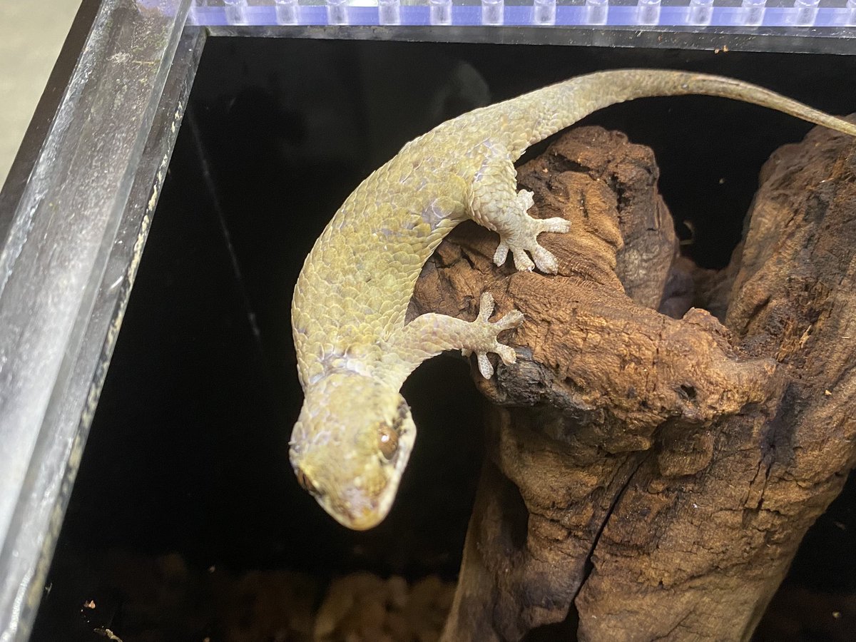 新着生体‼️】 ・オオバクチヤモリ センザンコウの様な、大きくて 特徴