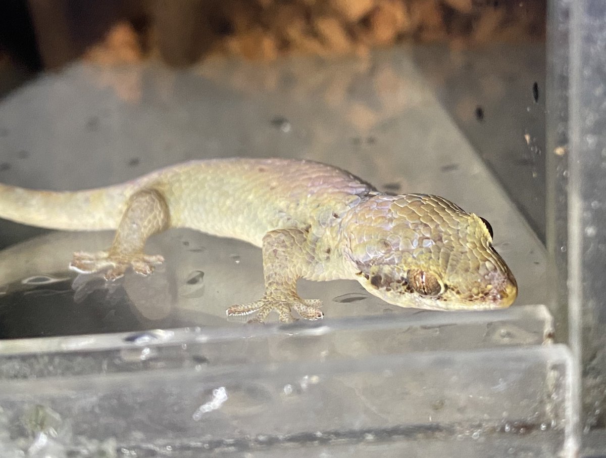 新着生体‼️】 ・オオバクチヤモリ センザンコウの様な、大きくて 特徴