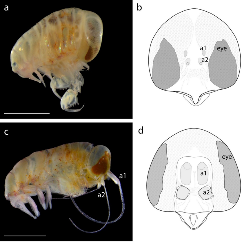 Tamar Guy-Haim (@tamarguyhaim) on Twitter photo We used integrative #taxonomy 🔬+🧬to identify the amphipods and tested different potential root causes: reproduction, thermal stress, pathogens, and physical conditions. We also collected data from <a href="/inaturalist/">iNaturalist</a> of similar amphipod strandings worldwide <a href="/IOLR_Israel/">IOLR חקר ימים ואגמים לישראל (חיא"ל)</a> <a href="/iui_eilat/">IUI-Eilat</a> 2/3 We used integrative #taxonomy 🔬+🧬to identify the amphipods and tested different potential root causes: reproduction, thermal stress, pathogens, and physical conditions. We also collected data from <a href="/inaturalist/">iNaturalist</a> of similar amphipod strandings worldwide <a href="/IOLR_Israel/">IOLR חקר ימים ואגמים לישראל (חיא"ל)</a> <a href="/iui_eilat/">IUI-Eilat</a> 2/3