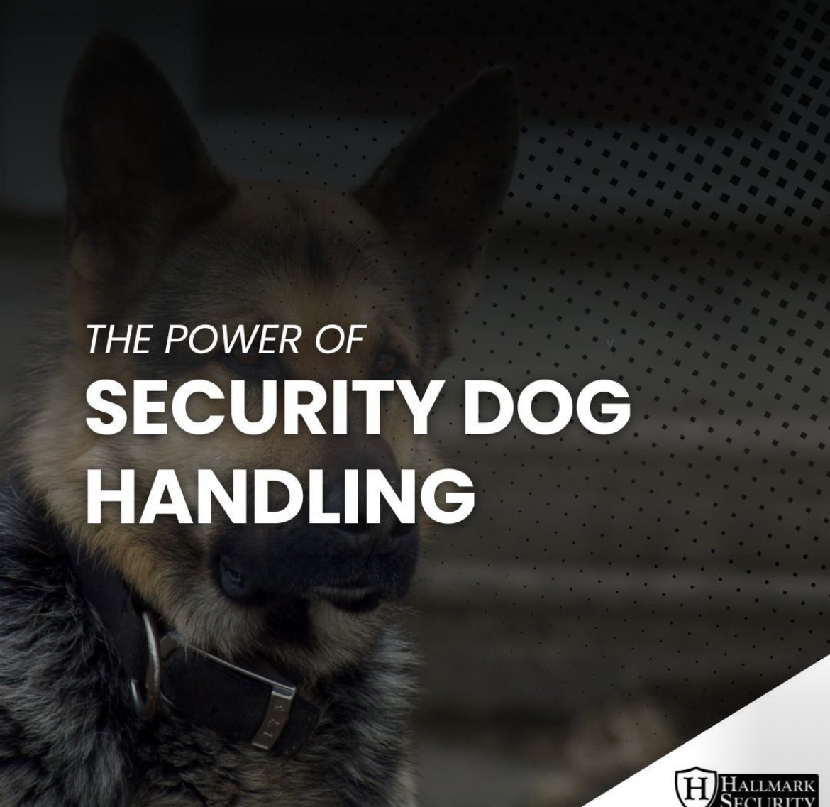 HallmarkSec's tweet image. A trained #securitydog &amp;amp; handler are one of the strongest deterrents against intruders vandals &amp;amp; thieves. 

Our #NASDU-accredited teams provide expert coverage across the UK, ensuring every site remains protected. 📞 0151 257 9996