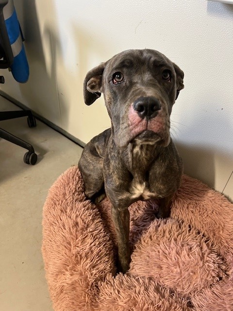 Please retweet to help find the owner or a rescue shelter space for this stray/abandoned dog found  #COVENTRY #WestMidlands #UK 
FOUND: Attoxhall Road, female
COUNCIL STRAY DOG REFERENCE NUMBER: 319/25
IF THIS IS YOUR DOG PLEASE CONTACT US ON:
07976736 957 During office hours