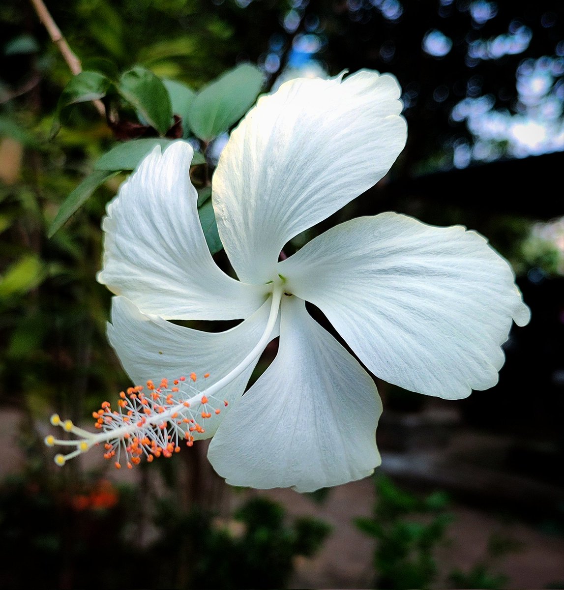 infotainmentod's tweet photo. Good Evening friends. 
Keeping the pace 🌿🤍🌿

#Flowers #Nature  #Hibiscus https://t.co/llmEDFy4C3