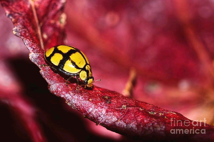 #Ladybird #Exploring By Kaye Menner #Photography Quality #prints lovely #products at:

bit.ly/40N11Qv

#insect #yellowinsect #ladybug #autumn #homedecor  #giftideas #wallartforsale #Art #artforsale #BuyIntoArt #AYearForArt #Artist #FineArtAmerica