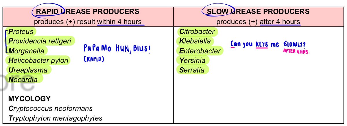 lockedinlia's tweet image. [BACTE] Biochem test UREASE 
ewan ko na pero effective naman sya