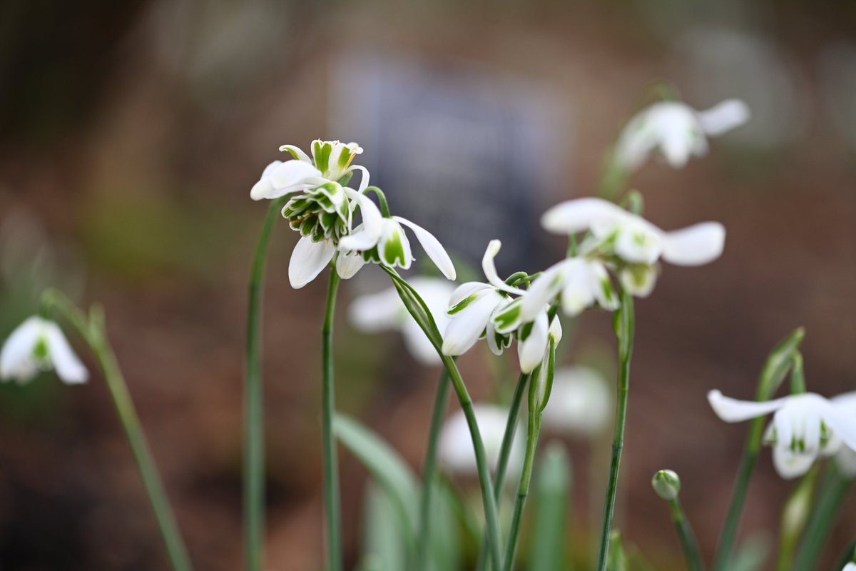 helenakeeling's tweet photo. Kingston Lacey gardens looking lovely #snowdrops #February #kingstonlacey #dorset #nature #flowers https://t.co/XQ4LPXjnhK