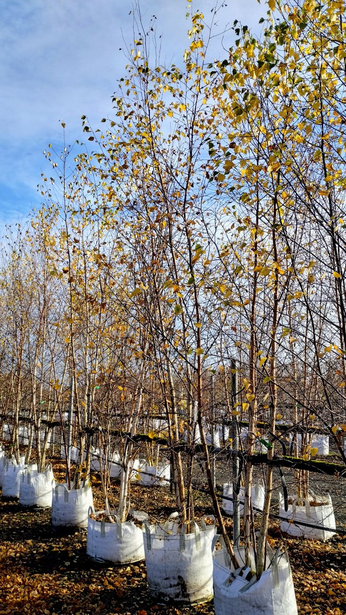 **WHOLESALE TREE OFFER**
Special offer on our Betula pendula 100L 5-5.5m MLTS. Contact your sales manager for prices.
.
#silverbirch #betula #specialoffer #containergrown #multistem #peatfree #uknursery #treenursery #ukgrown #jajonesuk #southport  #gardendesign #landscapedesign