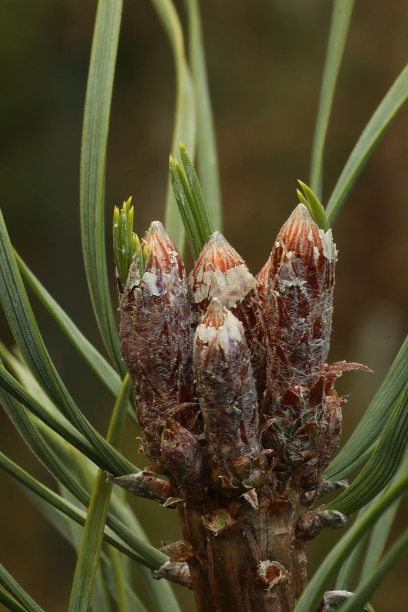 Alan Watson Featherstone tweet media