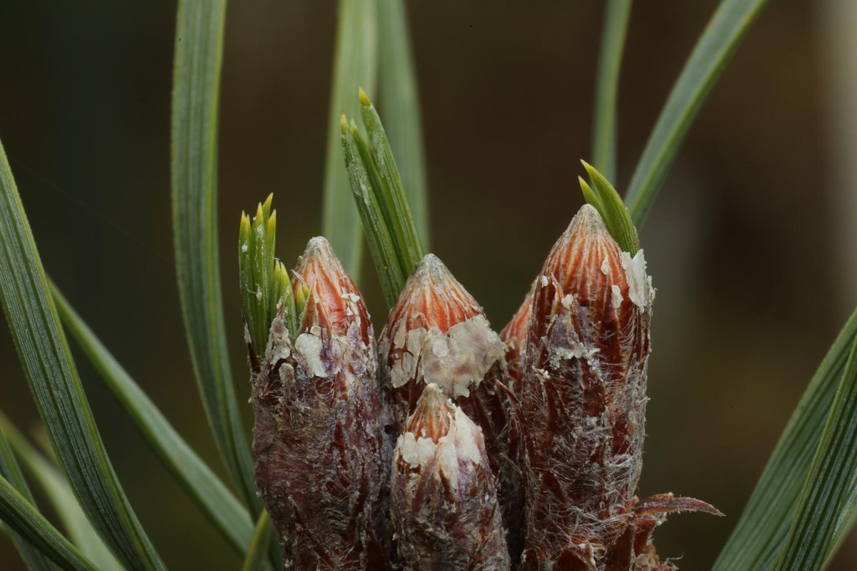 Alan Watson Featherstone tweet media