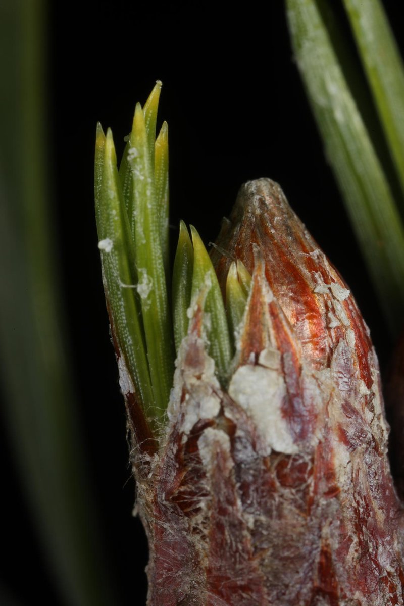 Alan Watson Featherstone tweet media