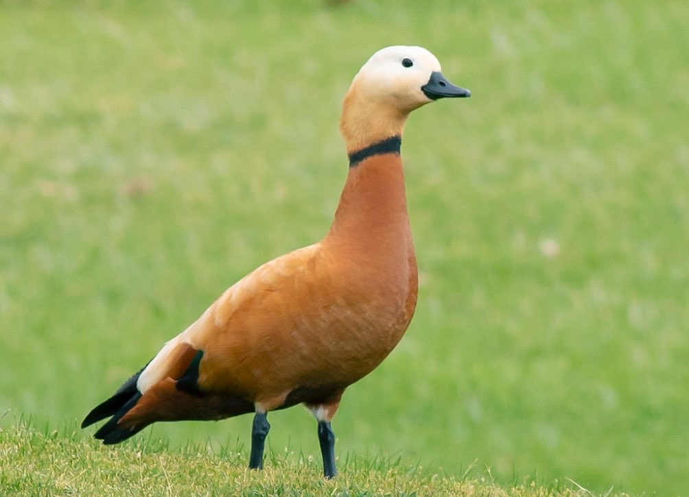 #ruddyshelduck. #rip