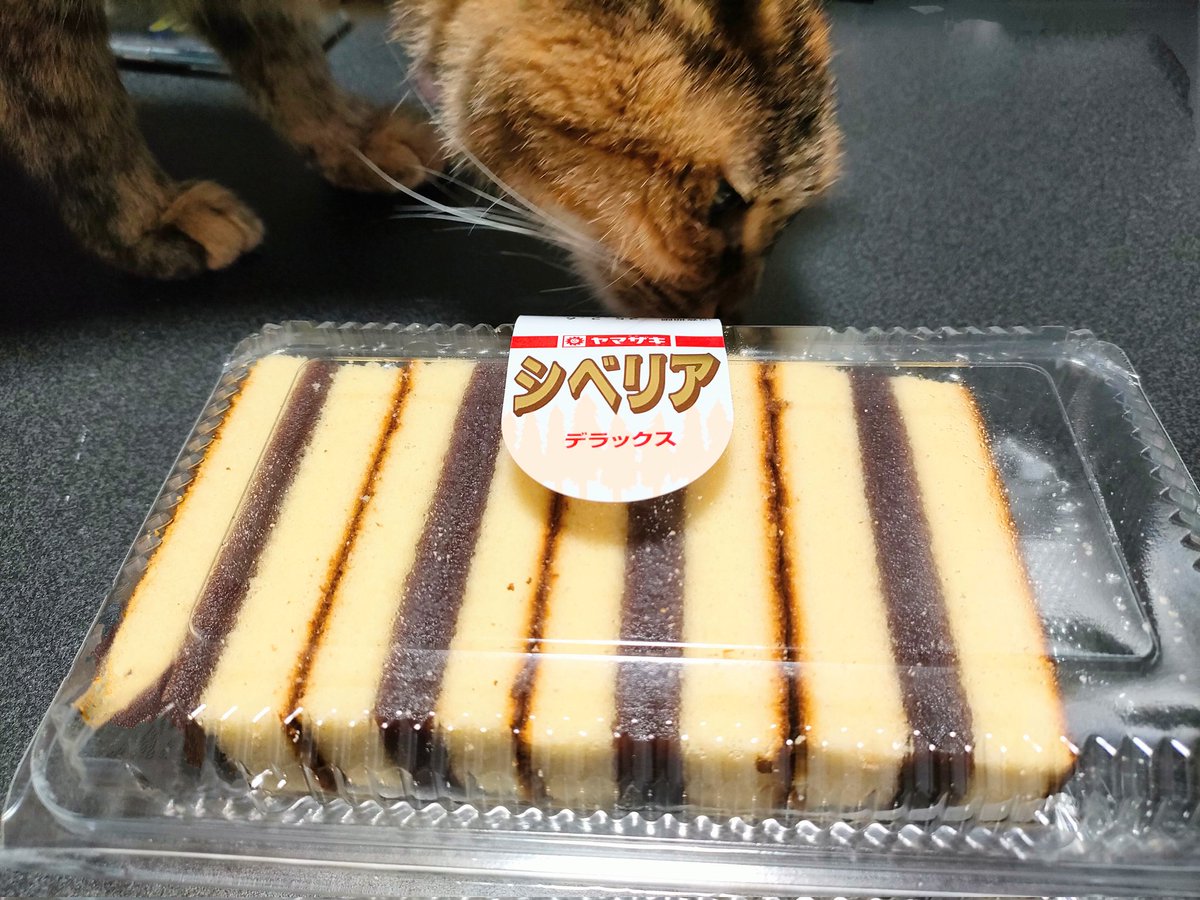 akipapamoon's tweet photo. 今日の夜おやつ🍪☕️💕
ヤマザキらのシベリアが再登場‼️お店で連れてって！って言ってたので連れてきた😂
興味津々の ののさん🐱
#ヤマザキ
#シベリア
#ペット部乙 https://t.co/H5U6QhceY5