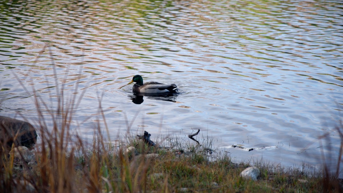 This restored wetland at Lake Laurentian Conservation Area is a vital home for waterfowl, birds, fish, turtles &amp; more! 🦆🐢
Thanks to our work with <a href="/Lake_Laurentian/">Lake Laurentian</a>, this wetland will remain a thriving ecosystem, offering nesting habitats &amp; protecting species for years to come!