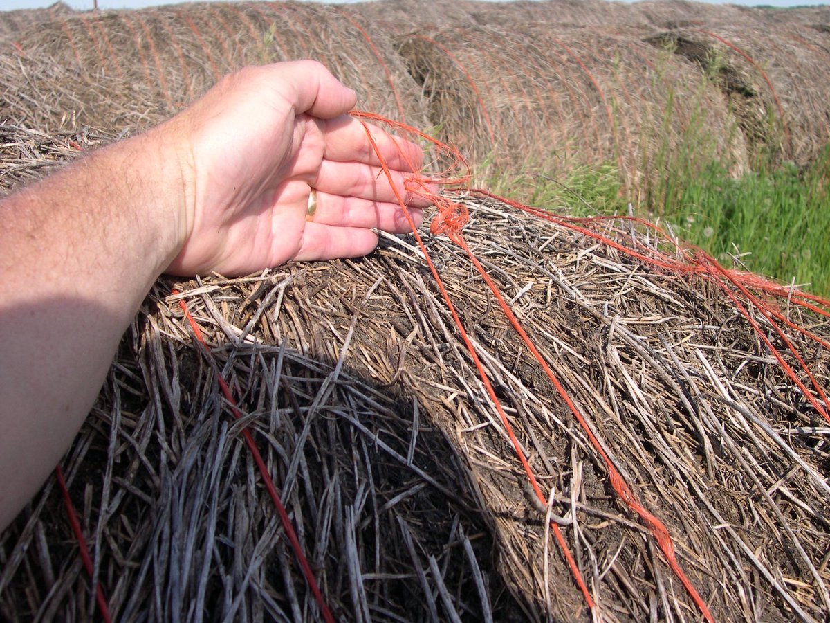 Storing hay unprotected over winter results in reduced bale weight, and quality loss. Free choice intake of the forage is also reduced.

Read the full article on the website. Link in bio.

#YaremcioAgConsulting #BarryYaremcio #BeefConsultant #BeefNutrition