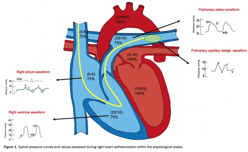 The Heart tweet media