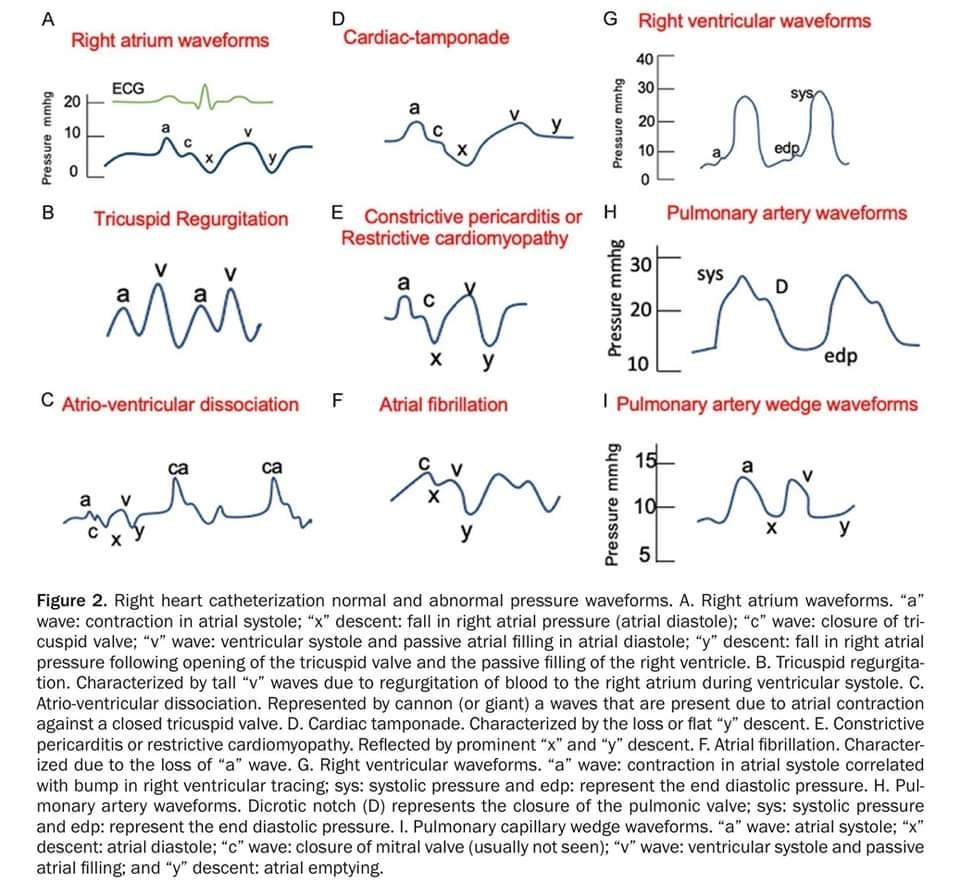 The Heart tweet media