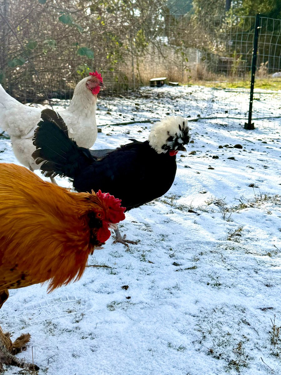 Mientras este país se vuelve mierda, yo me disocio y disfruto de las cosas hermosas que me ha dado este lugar.
🐔🥰Mis gallinitas es una de ellas.