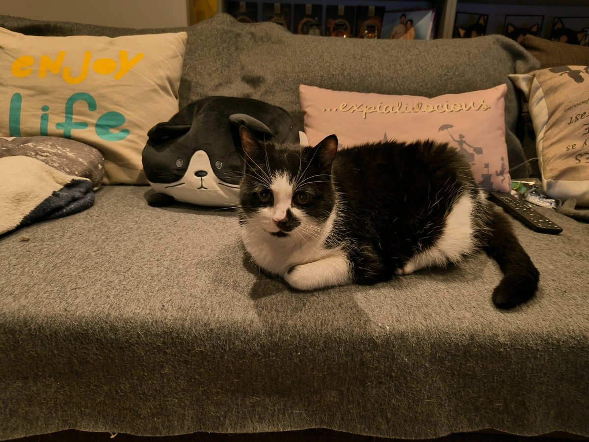 HeylenLeen's tweet image. So I have this pillow... 😁
#Cat #catpillow #smiley