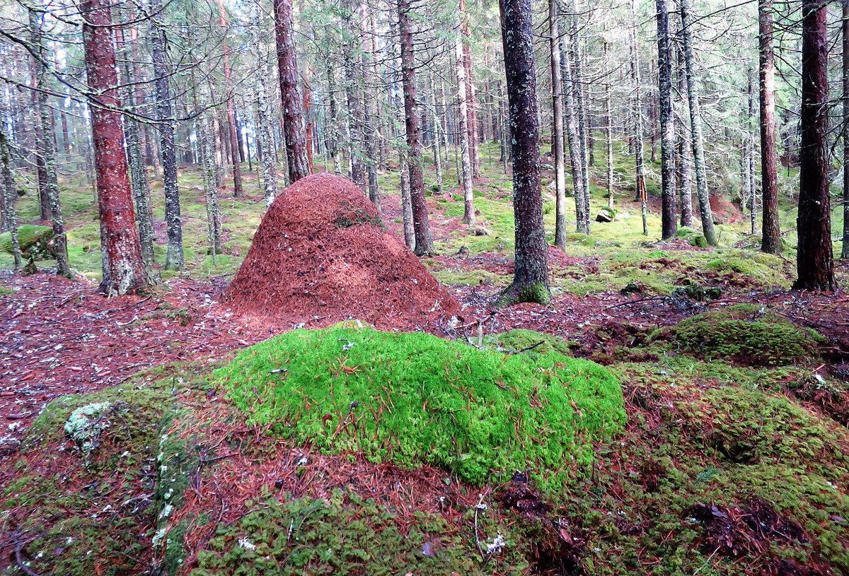 Liten lunchpromenad hemmavid och det blev några bilder. Bra för själen.