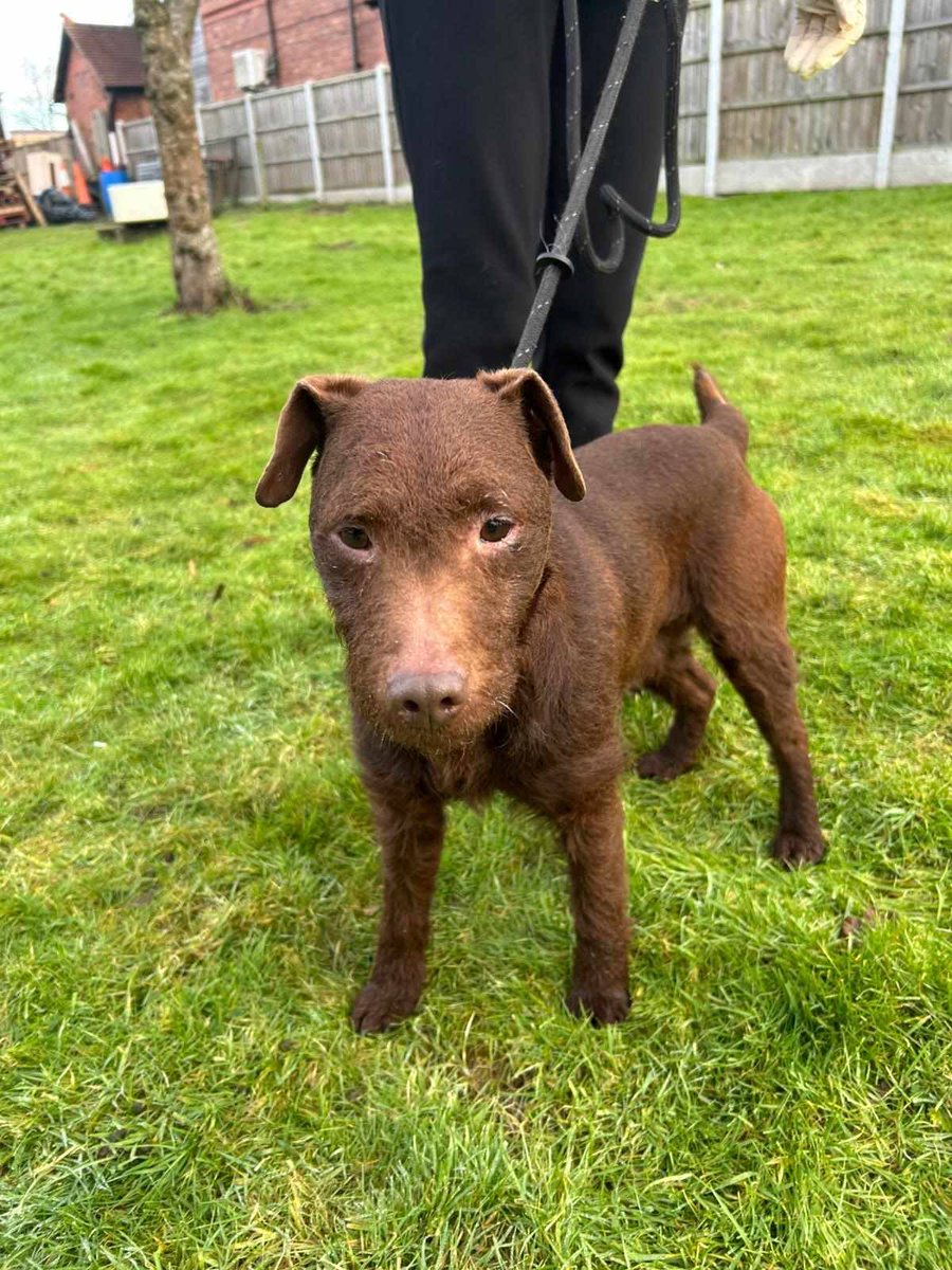 AdoptionsUk's tweet photo. URGENT‼️  THIS DOG DIES ON 7th FEBRUARY IF A SPACE IN AN ESTABLISHED RESCUE IS NOT OFFERED BY EVENING OF 06/02 #MERSEYSIDE #LIVERPOOL #UK Please read all of the text in this post – it contains vitally important information. Now in council pound🆘
🙏 RESCUE SPACE NEEDED 🙏
🤞 PLEASE SHARE FAR & WIDE 🤞
#Patterdale. Approx 1-2 yrs, male
Sociable dog with people, seems fine with other dogs. 
Currently in a Merseyside stray kennels as an unclaimed stray. 
Please share far and wide and tag any suitable rescues (unfortunately I don’t have time to get in touch with rescues who are unknown to me,  so if you tag bone fide rescues who I don’t already have contact with, they will see this and they will get in touch if they feel they can help).
Please note that because this dog – like all our dogs – needs to be fully assessed before being placed as part of someone’s family, we will NOT respond to any comments, emails or messages from individuals offering to adopt this dog before the deadline shown above.  The way that individuals can help this dog right now is to share this post as much as possible and/or tag suitable rescues in this thread.
If you are member of the public looking to adopt a dog, please go to your local dog rescue and adopt a fully assessed dog who matches the home you have to offer.  In turn, this will free up a space for a new pound dog to be saved.
I am not the one putting these dogs to sleep.  THE KENNELS ARE NOT TO BLAME, they are full.  Blame the people who allow their dogs to stray and then never collect them -  throwing them away like rubbish.  Blame the breeders still pumping out puppies, when there are so many dogs dying.  But don’t blame us!  And please don’t blame us for doing our very best for both dogs and families by ONLY placing fully assessed dogs into private homes.
Rescues can contact me to offer spaces via messenger or email; pounddogsaviours@gmail.com 
Thank you 🙏
Donations are welcome to help the dogs secure a rescue space; please send funds via PayPal to pounddogsaviours@gmail.com or via bank; Pound Dog Saviours, Account number 51216763, Sort code 309950. Pledges will not be added to totals until paid as I can't risk promising funds to a rescue which do not come through sadly. Please state which dog your donation is given to as the reference. 
This is the ONLY fundraiser approved to fundraise for these dogs. Please do not send funds elsewhere. Please inform me if you see any rescue or any person fundraising for any of these dogs. I am happy for approved rescues to fundraise by prior agreement and I will update this post if alternative fundraising is approved.
Original post on Facebook  and contact if you can offer a rescue shelter space👇
https://t.co/m7WoQLgzZI
or EMAIL CONTACT HERE 
pounddogsaviours@gmail.com

#adoptdontshop @domdyer70 @PeterEgan6 @RSPCA_official @APDAWG1 @Dogs4Rescue @BBCNews @Nightowl400 @GMB @Nigel_Farage @UKLabour @Conservatives #England #London @RosieDuffield1 @AnimalWoodfield @DannyVet @RupertLowe10 @SteveReedMP @CatherineFookes @Sureena4WNE @andreajenkyns @BritishVets @DefraGovUK @marcthevet @lorraine @clarebalding @Channel4 @itvnews @ITV @BBC @RoyalFamily @KensingtonRoyal @AllDogsMatter @themayhew @HopeRescue @JacquiSaid @millypod1 @liamgallagher @Battersea_ #dogs #dog @MissingPetsGB @DogLost_UK