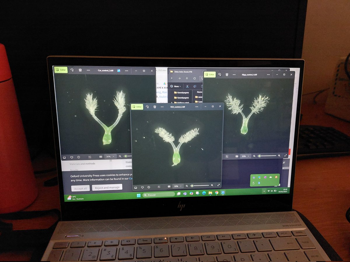 TFSLourenco's tweet photo. So nice... #PrOryza project ongoing @itqbnova and @greenit_bio4sus to study the effects of heat stress in rice fertilization.
In collaboration with @spredlab https://t.co/oltbeUb9MX