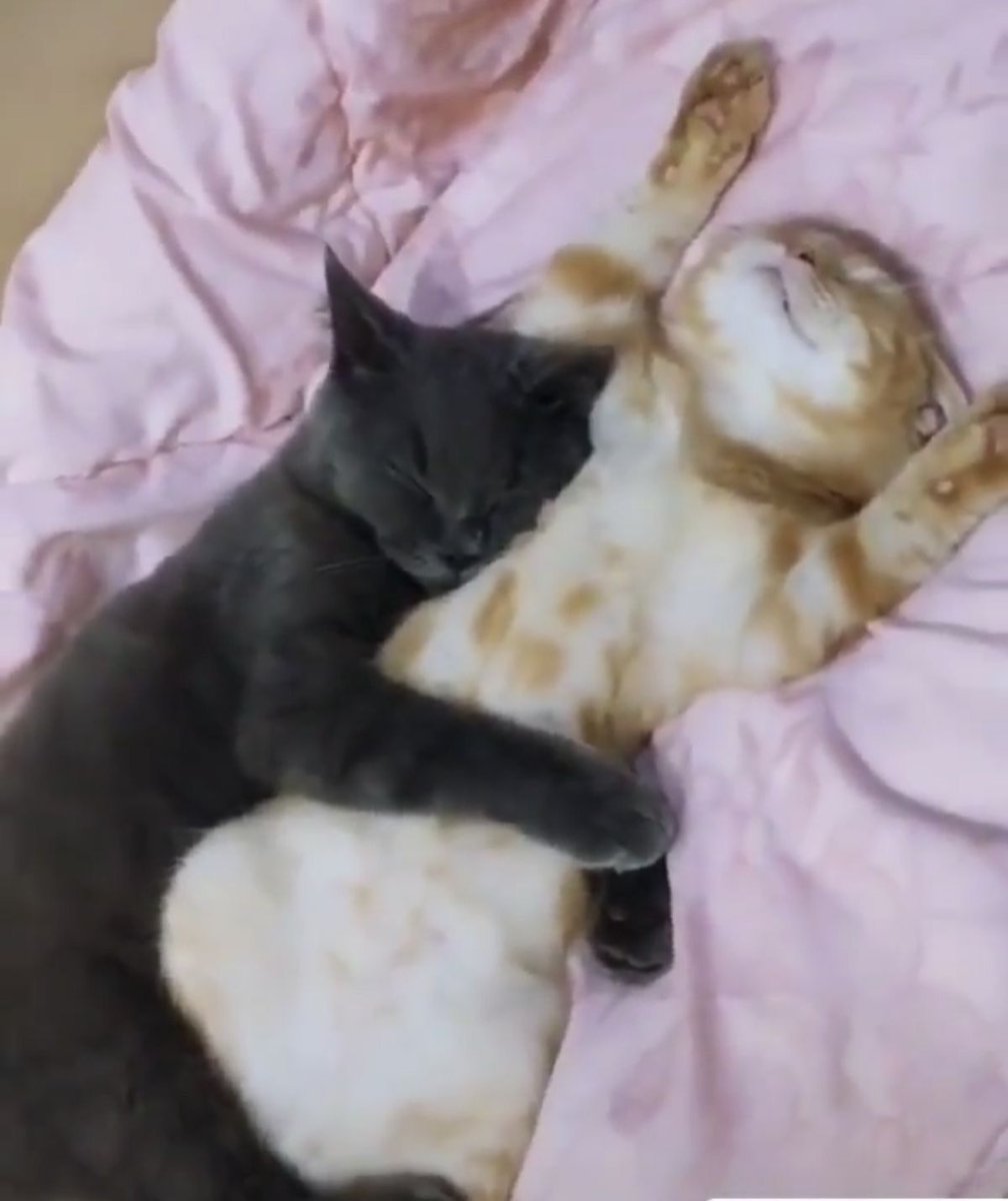 Kitty archives ♡ (@puppierz) on Twitter photo 