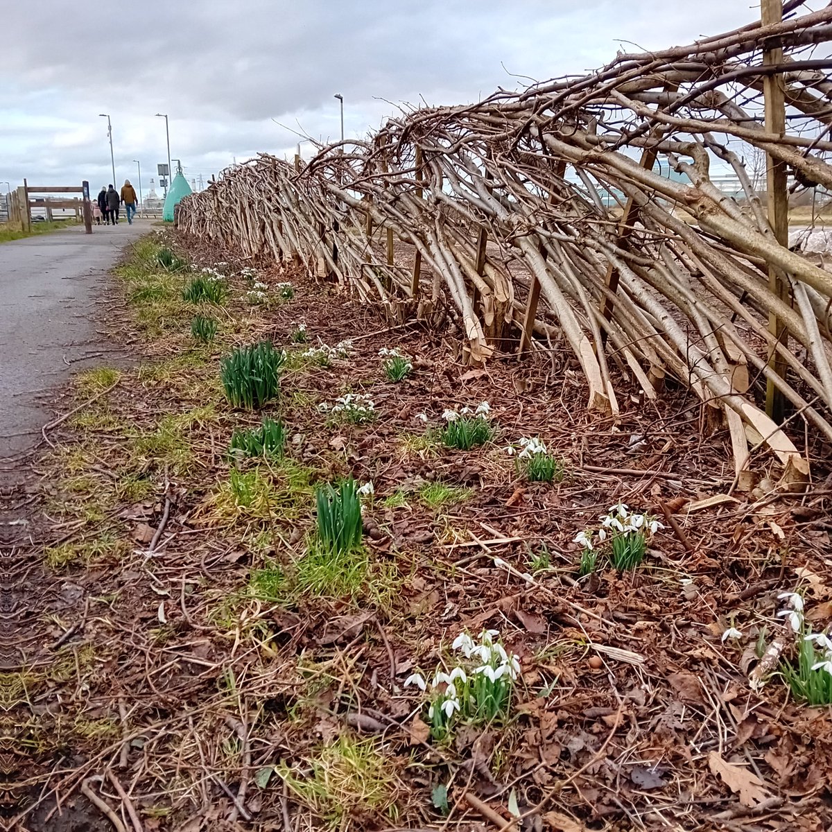 FCCcountryside's tweet photo. Signs of spring on the dock road, Connahs Quay. Snowdrops and Daffodils alongside the newly layered hedge on the Wales Coast Path, courtesy of Coastal Rangers and SPF funding.
#UKSPF #ConnahsQuay #WalesCoastPath #SignsOfSpring #CoastalRangers #SpringInWales #NatureWalks https://t.co/O3h4PDpkwO