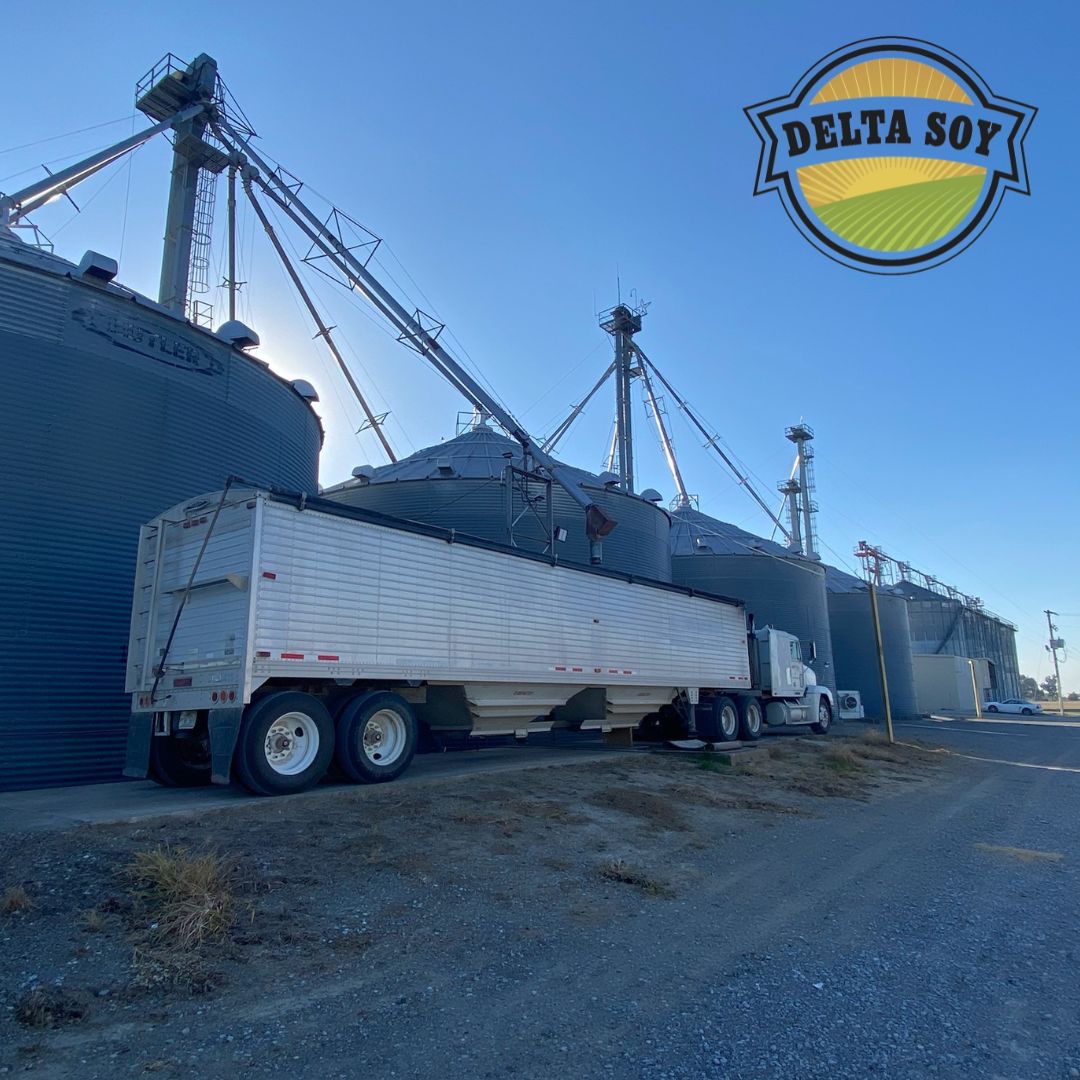 DeltaSoy's tweet image. Local delivery means less time hauling and more time focusing on what matters—your farm. Delta Soy makes logistics simple so you can keep growing success. 🌱

#DeltaSoy #LocalDelivery