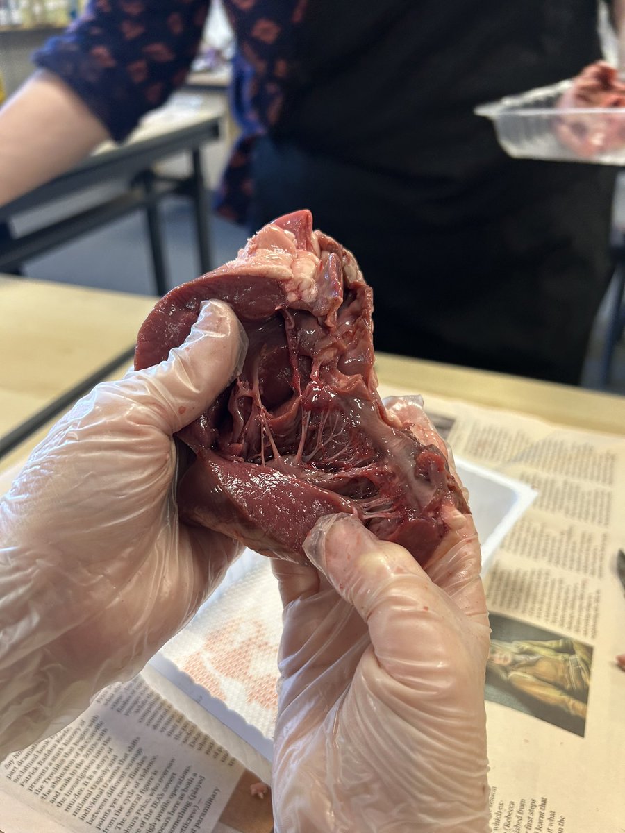 Fantastic session with Mrs Mackenzie who invited us along to learn about how the heart works. We identified the difference between the left and right atrium, spotted the vena cava and aorta and pulled on the “heart strings” (ligaments). Curious learners and a great experience!