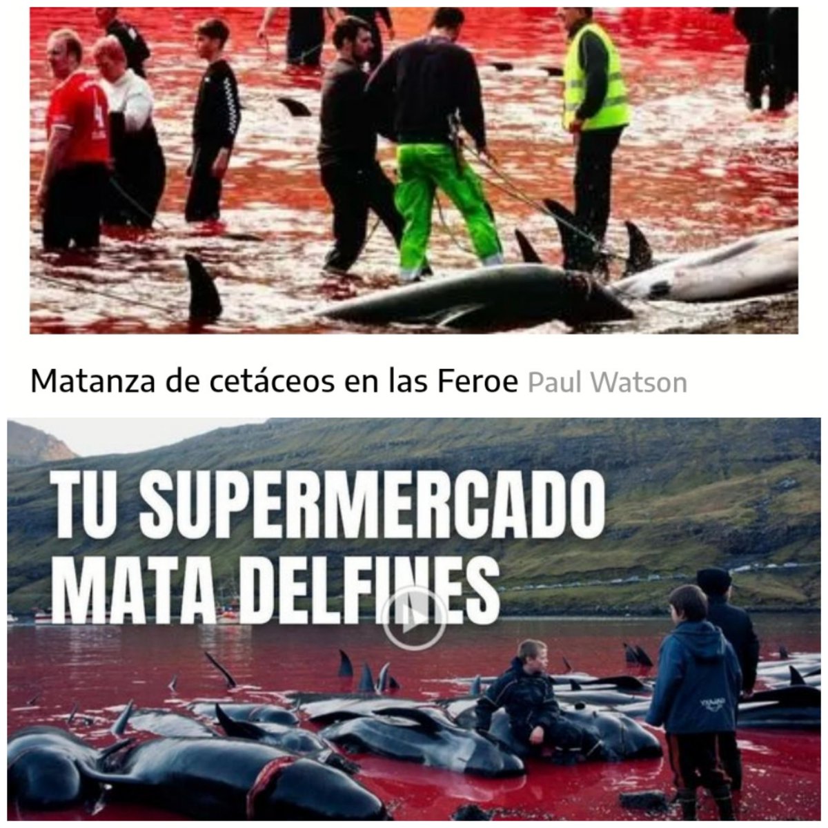 AmaregarDefensoraAnimalista, EcoFeminista (@amaregar) on Twitter photo ¡ÚNETE!
Animalistas y ecologistas exigen a los supermercados que dejen de vender productos de las islas Feroe por cazar ballenas y delfines.
La campaña #FaroesFree, de Fundación <a href="/CaptPaulWatson/">Captain Paul Watson Foundation 🐋🏴☠️</a> pide unirse al boicot
👇
eldiario.es/caballodenietz…
<a href="/CaballodeN/">Caballo de Nietzsche</a> <a href="/ConchaCLC/">Concha López</a> ¡ÚNETE!
Animalistas y ecologistas exigen a los supermercados que dejen de vender productos de las islas Feroe por cazar ballenas y delfines.
La campaña #FaroesFree, de Fundación <a href="/CaptPaulWatson/">Captain Paul Watson Foundation 🐋🏴☠️</a> pide unirse al boicot
👇
eldiario.es/caballodenietz…
<a href="/CaballodeN/">Caballo de Nietzsche</a> <a href="/ConchaCLC/">Concha López</a>