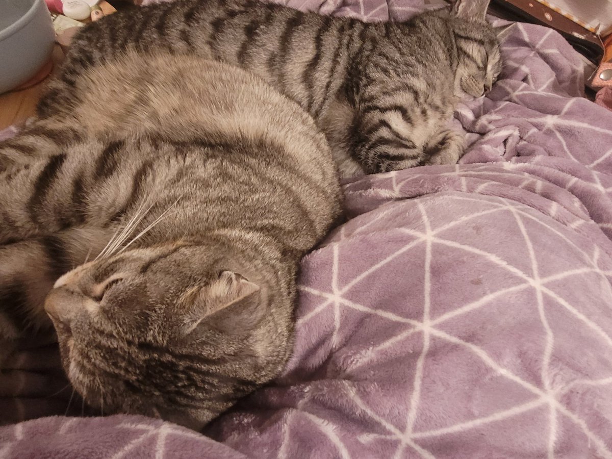 A typical evening for us? All 3 together on the couch ❤️ #FTeam #Hedgewatch -ing  in our dreams