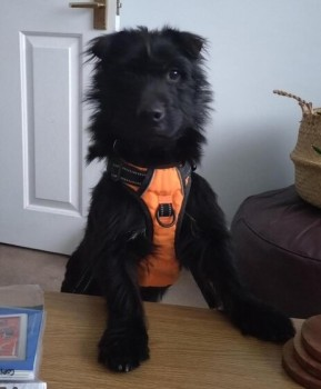millypod1's tweet photo. 🆘5 FEB 2025 #Lost #ScanMe #Tagged 
Black Sharpei X Terrier Male
near Hollybush &amp; Caedelyn Park #Whitchurch #Cardiff #Wales #CF14
Had Harness, lead and collar with phone number on. He's likely very scared and hiding, so please check driveways and gardens
https://t.co/X6nB8S4V3A https://t.co/SgybhlIxBc
