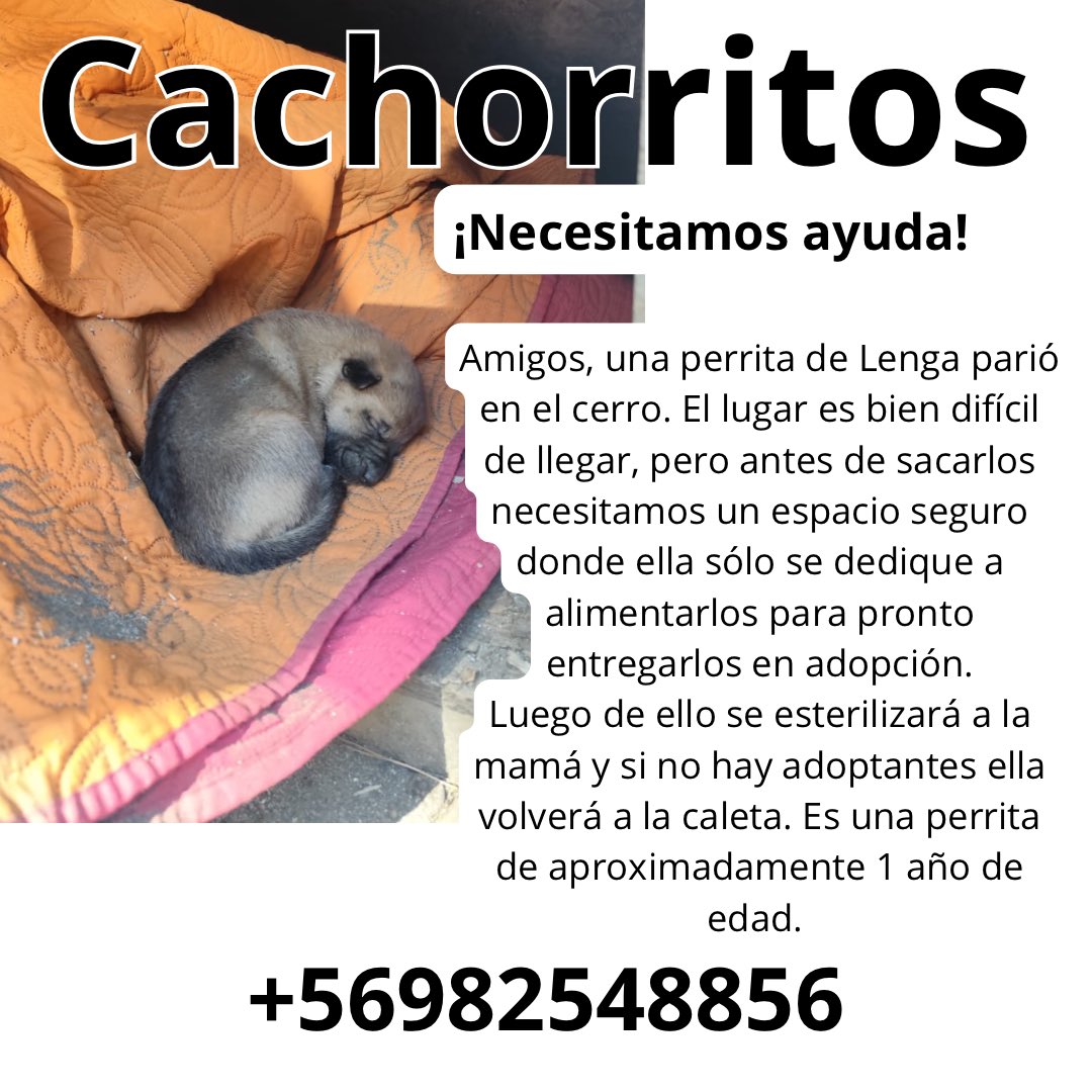 Cassata20's tweet photo. Ahora voy por las campañas.
Seguimos buscando adopción para nuestros rescatados. Llevamos mucho tiempo con estas campañas así que les pedimos difusión y ayuda. Es la única forma de seguir. Ha sido una batalla de años. #AdoptaPorFavor https://t.co/ikaGVEPv6A