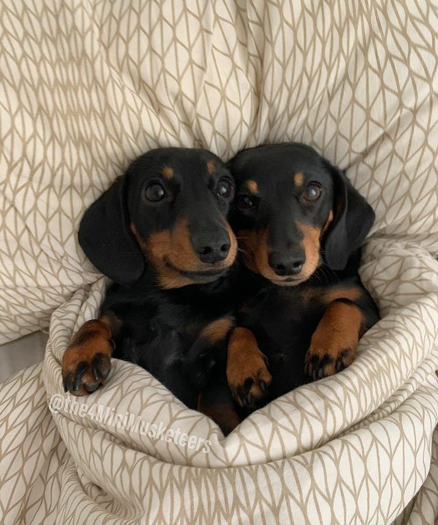 Dachshund_heaven.(USA) (@dachshund30) on Twitter photo 