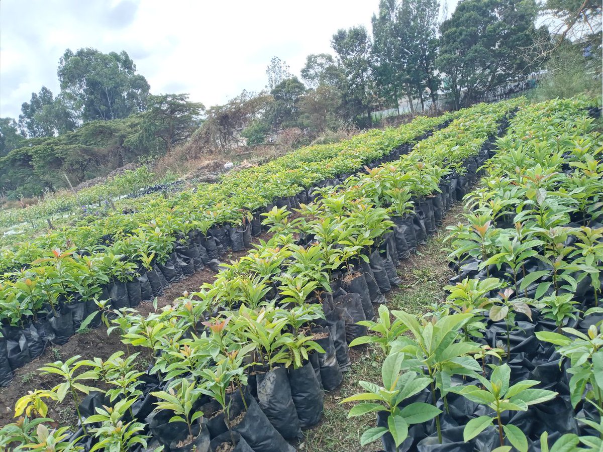 FSSA_Eskender's tweet photo. Agriculture is the Lifeline of Ethiopia 🇪🇹🌱

We continue to struggle and strive toward Zero Hunger, knowing that our hands work the soil, but it is the Good Lord who blesses the harvest. 🌾����

#ZeroHunger #AgricultureForChang #FoodSecuredSchoolsAfrica
Africa can feed itself ! https://t.co/B4u3QKnkdQ