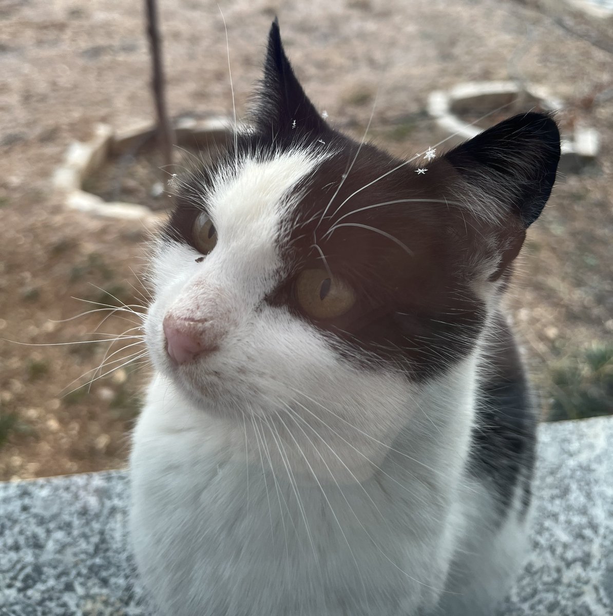 the_ceylan's tweet photo. bu kış çok güzel bi fotoğrafı oldu ama farkında değil https://t.co/oorE73OaKT