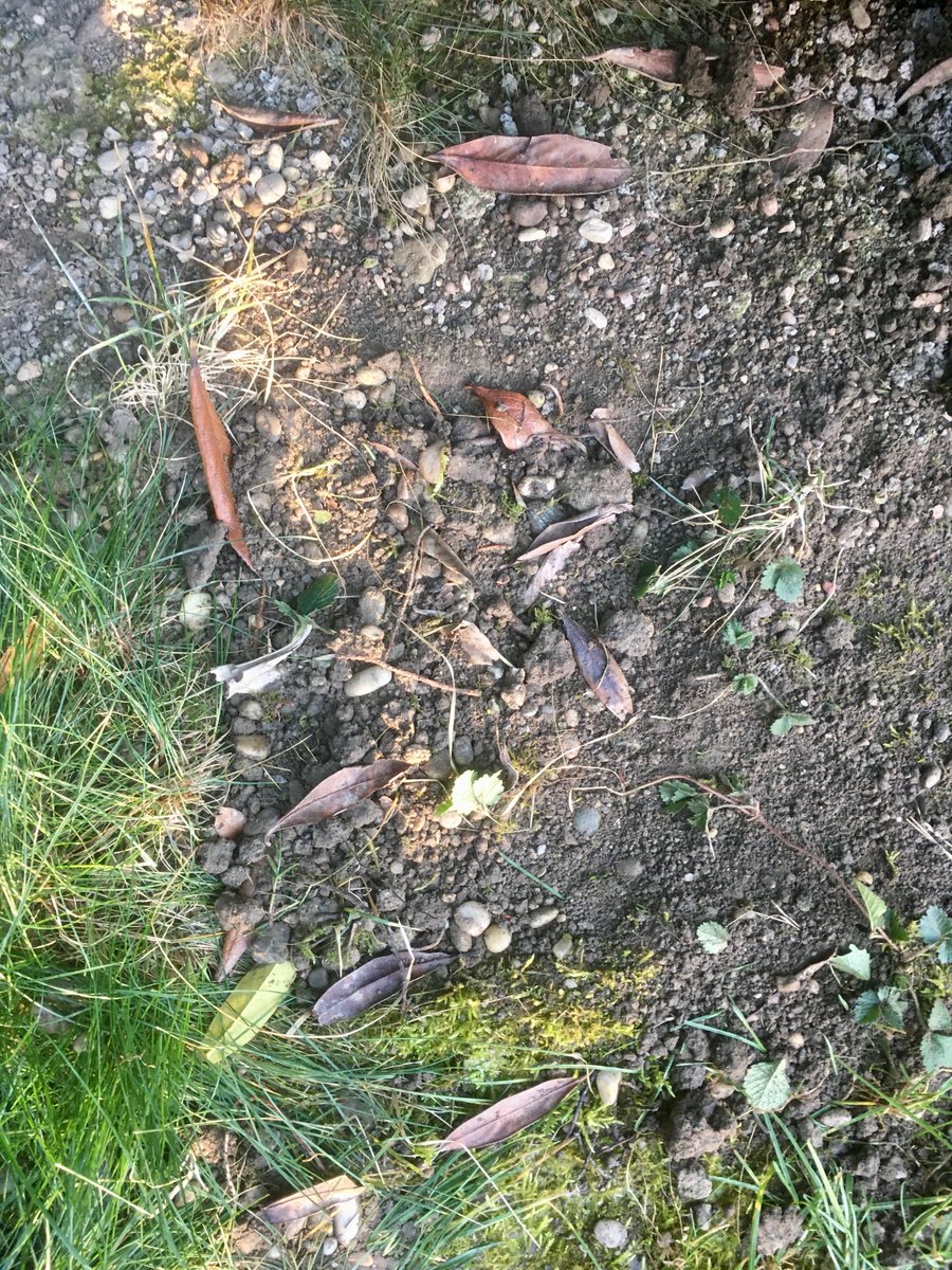 Piper 🐀 🏳️⚧️🧱 tweet media